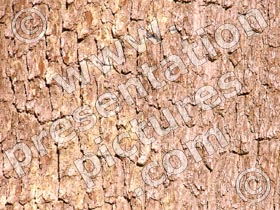 tree bark - powerpoint graphics