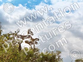 vultures - powerpoint graphics